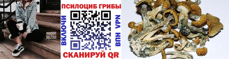 Купить  Кремёнки  Псилоцибиновые грибы Psilocybine cubensis 